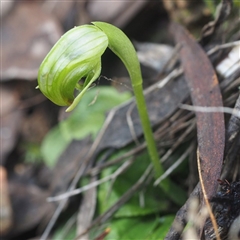 Pterostylis nutans at Point 5821 - suppressed