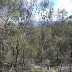 Allocasuarina verticillata at Kambah, ACT - 8 Sep 2017