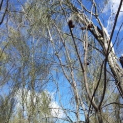 Allocasuarina verticillata at Kambah, ACT - 8 Sep 2017