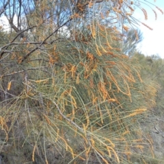 Allocasuarina verticillata at Kambah, ACT - 8 Sep 2017