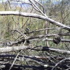 Allocasuarina verticillata at Kambah, ACT - 8 Sep 2017