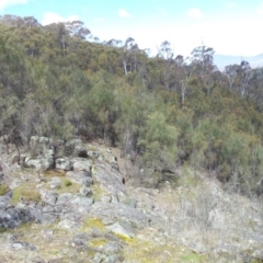 Allocasuarina verticillata at Kambah, ACT - 8 Sep 2017