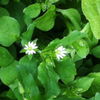 Stellaria media (Common Chickweed) at Hughes, ACT - 9 Sep 2017 by ruthkerruish