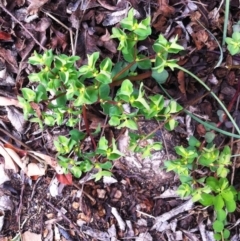 Euphorbia peplus (Petty Spurge) at Hughes, ACT - 9 Sep 2017 by ruthkerruish