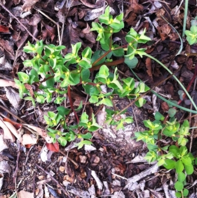 Euphorbia peplus (Petty Spurge) at Hughes, ACT - 9 Sep 2017 by ruthkerruish