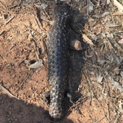 Tiliqua rugosa (Shingleback Lizard) at Mount Majura - 10 Sep 2017 by AaronClausen