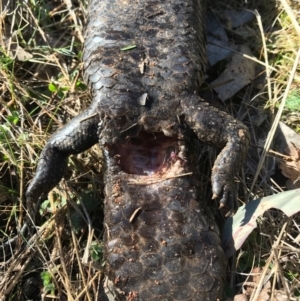 Tiliqua rugosa at Majura, ACT - 10 Sep 2017 12:34 PM