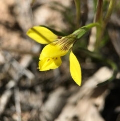 Diuris chryseopsis (Golden Moth) at Goorooyarroo NR (ACT) - 10 Sep 2017 by AaronClausen