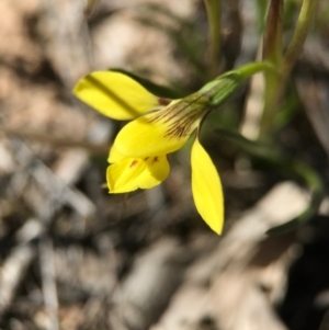 Diuris chryseopsis at Goorooyarroo NR (ACT) - 10 Sep 2017