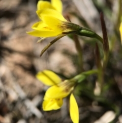 Diuris chryseopsis at Goorooyarroo NR (ACT) - 10 Sep 2017