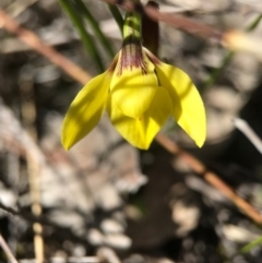 Diuris chryseopsis at Goorooyarroo NR (ACT) - 10 Sep 2017