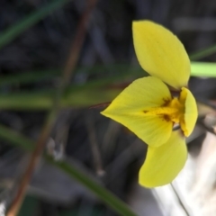 Diuris chryseopsis at Goorooyarroo NR (ACT) - 10 Sep 2017