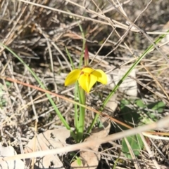 Diuris chryseopsis at Goorooyarroo NR (ACT) - 10 Sep 2017