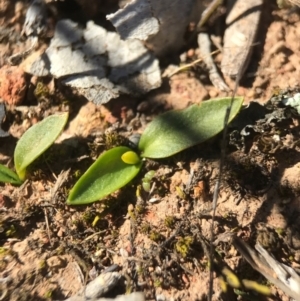 Ophioglossum lusitanicum at Gungahlin, ACT - 10 Sep 2017