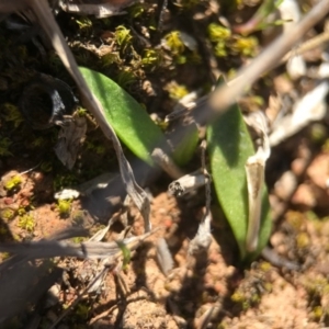 Ophioglossum lusitanicum at Gungahlin, ACT - 10 Sep 2017
