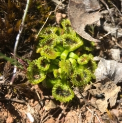 Drosera (genus) (A Sundew) at Gungahlin, ACT - 10 Sep 2017 by AaronClausen