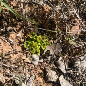 Drosera sp. at Gungahlin, ACT - 10 Sep 2017