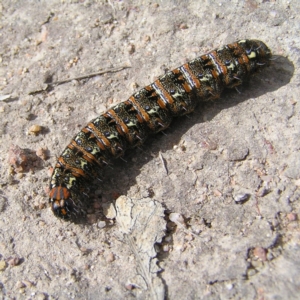 Apina callisto at Kambah, ACT - 9 Sep 2017 03:05 PM