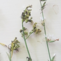 Chondrilla juncea (Skeleton Weed) at Garran, ACT - 31 Jan 2016 by ruthkerruish