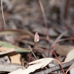 Caladenia fuscata (Dusky Fingers) at Black Mountain - 10 Sep 2017 by SallyandPeter