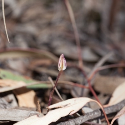 Caladenia fuscata (Dusky Fingers) at Black Mountain - 10 Sep 2017 by SallyandPeter