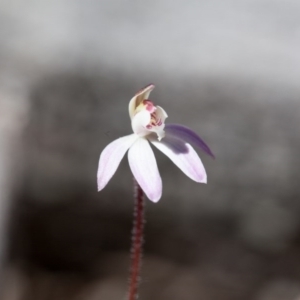 Caladenia fuscata at Bruce, ACT - suppressed