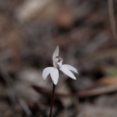 Caladenia fuscata at Bruce, ACT - suppressed