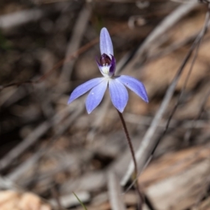 Cyanicula caerulea at Bruce, ACT - 10 Sep 2017