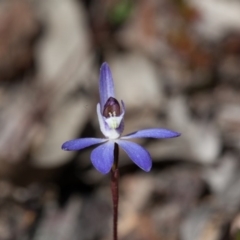 Cyanicula caerulea at Bruce, ACT - 10 Sep 2017