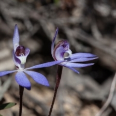 Cyanicula caerulea at Bruce, ACT - 10 Sep 2017