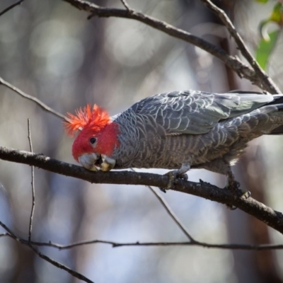 Callocephalon fimbriatum (Gang-gang Cockatoo) at Acton, ACT - 10 Sep 2017 by SallyandPeter