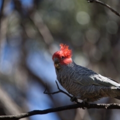 Callocephalon fimbriatum at Acton, ACT - suppressed