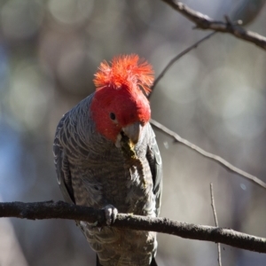 Callocephalon fimbriatum at Acton, ACT - suppressed