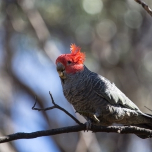 Callocephalon fimbriatum at Acton, ACT - suppressed