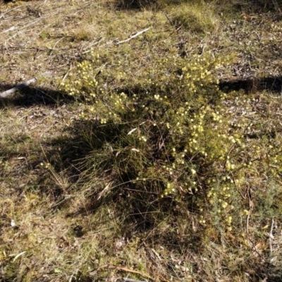 Acacia ulicifolia (Prickly Moses) at Canberra Central, ACT - 10 Sep 2017 by WalterEgo