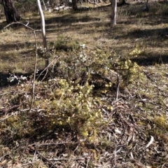 Acacia ulicifolia at Canberra Central, ACT - 10 Sep 2017 02:59 PM