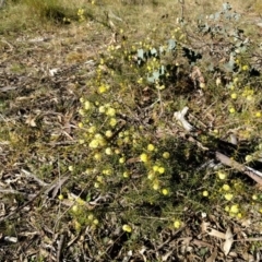 Acacia ulicifolia at Canberra Central, ACT - 10 Sep 2017