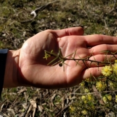 Acacia ulicifolia at Canberra Central, ACT - 10 Sep 2017 02:59 PM