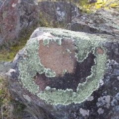 Parmeliaceae (family) at Kambah, ACT - 10 Sep 2017 02:11 PM
