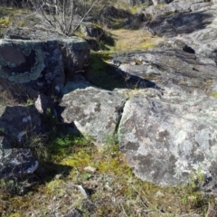 Parmeliaceae (family) at Kambah, ACT - 10 Sep 2017 02:11 PM