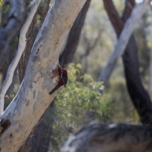 Platycercus elegans at Bruce, ACT - 10 Sep 2017 10:01 AM