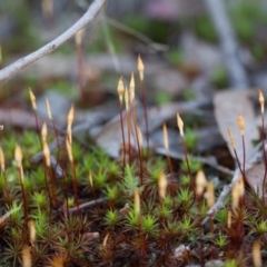 Polytrichaceae sp. (family) (A moss) at Canberra Central, ACT - 10 Sep 2017 by SallyandPeter