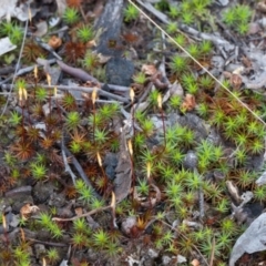 Polytrichaceae sp. (family) at Canberra Central, ACT - 10 Sep 2017