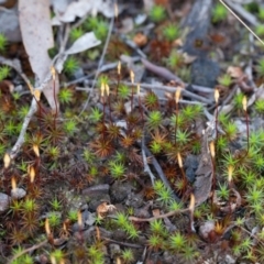 Polytrichaceae sp. (family) at Canberra Central, ACT - 10 Sep 2017