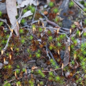 Polytrichaceae at Canberra Central, ACT - 10 Sep 2017