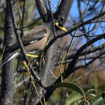 Acridotheres tristis (Common Myna) at Higgins, ACT - 13 Aug 2017 by Alison Milton