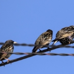 Sturnus vulgaris (Common Starling) at Higgins, ACT - 13 Aug 2017 by Alison Milton