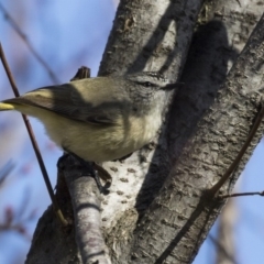 Acanthiza chrysorrhoa (Yellow-rumped Thornbill) at Higgins, ACT - 14 Aug 2017 by AlisonMilton