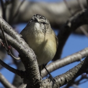 Acanthiza chrysorrhoa at Higgins, ACT - 14 Aug 2017 09:04 AM