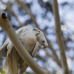 Cacatua sanguinea at Higgins, ACT - 14 Aug 2017 01:37 PM